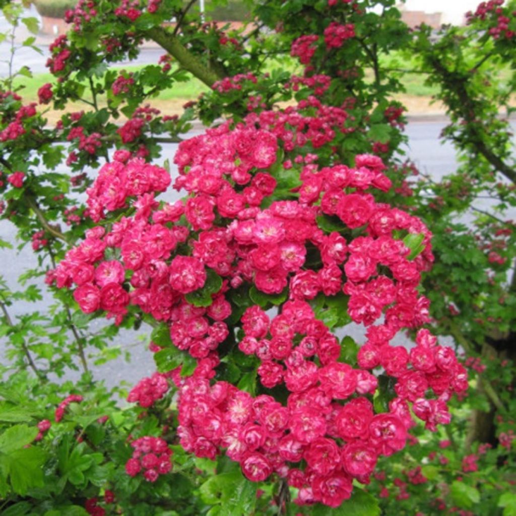 Crataegus laevigata Paul's Scarlet