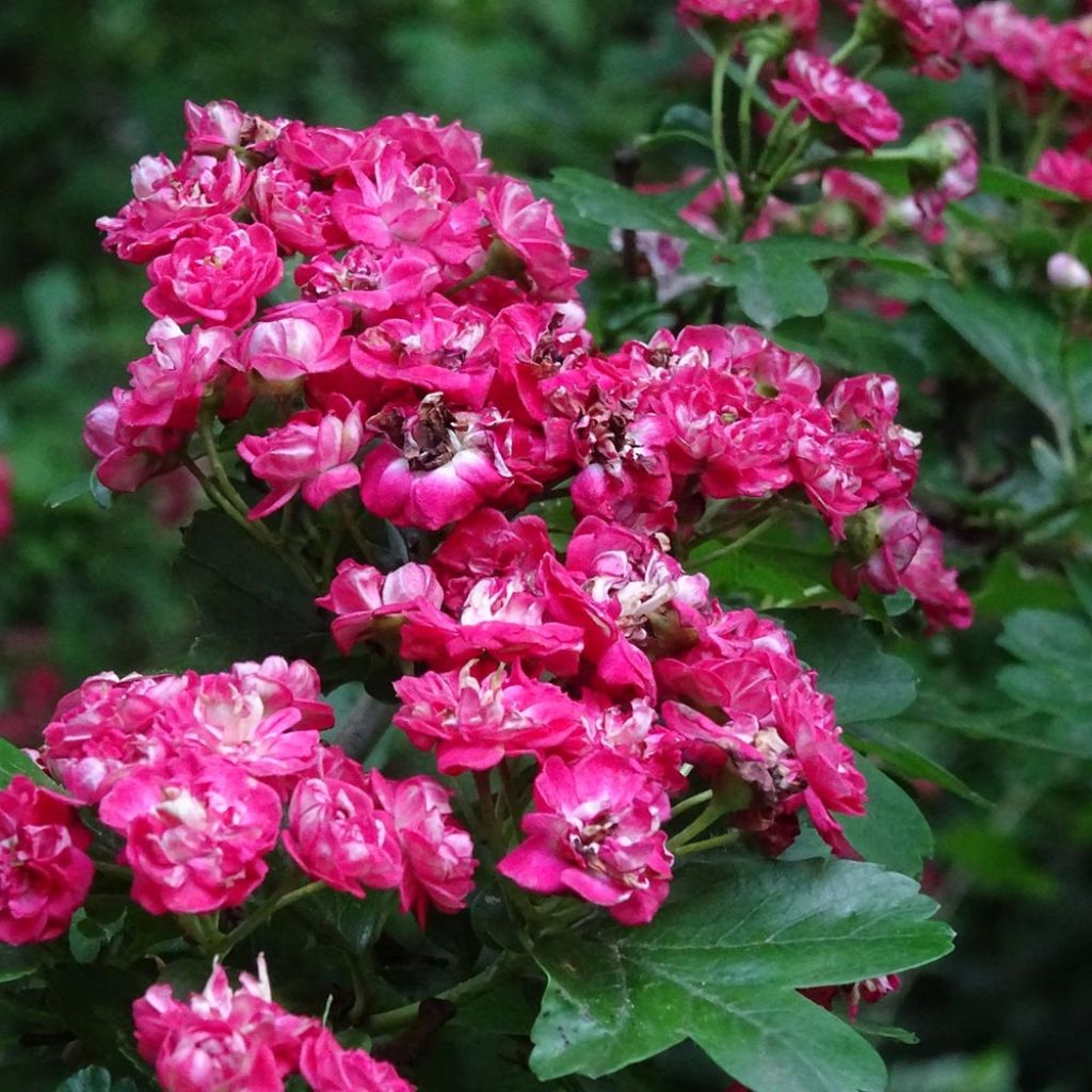 Crataegus laevigata Rosea Flore Pleno