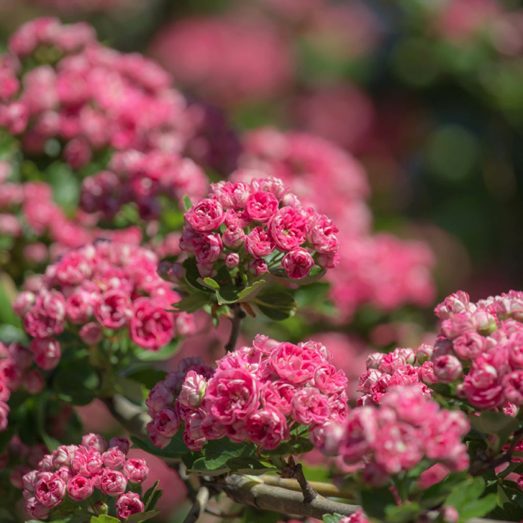 Crataegus laevigata Rosea Flore Pleno