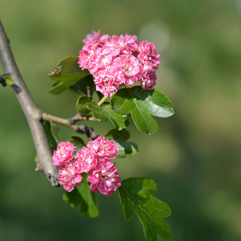 Crataegus laevigata Rosea Flore Pleno