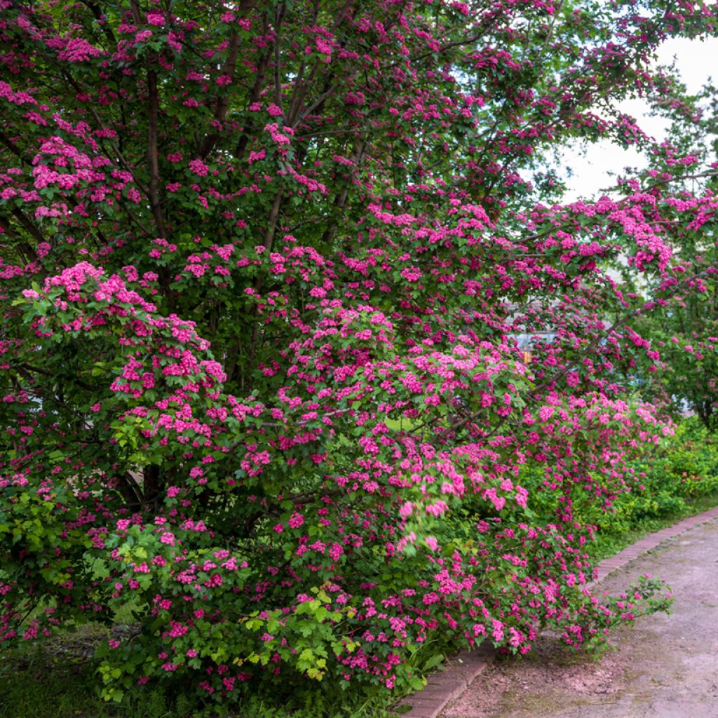 Crataegus laevigata Rosea Flore Pleno