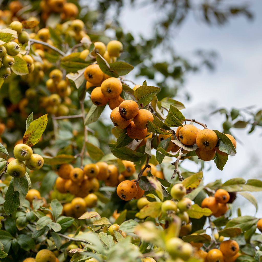 Crataegus mexicana - Biancospino messicano