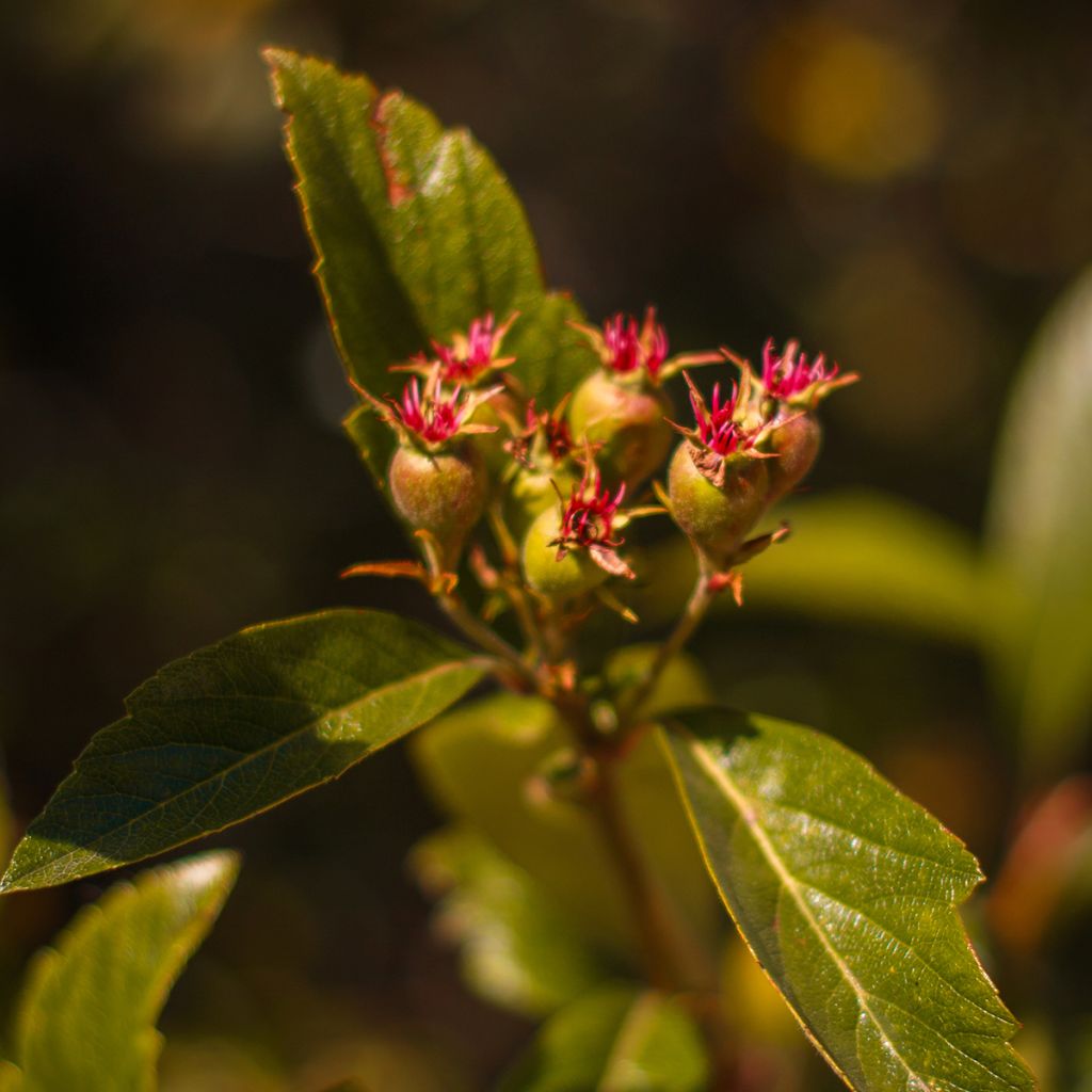 Crataegus mexicana - Biancospino messicano