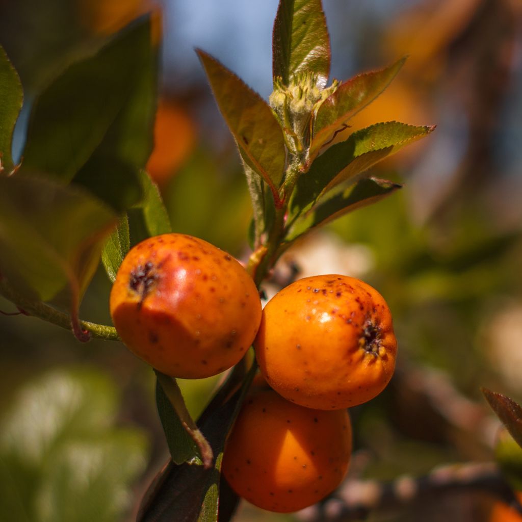 Crataegus mexicana - Biancospino messicano