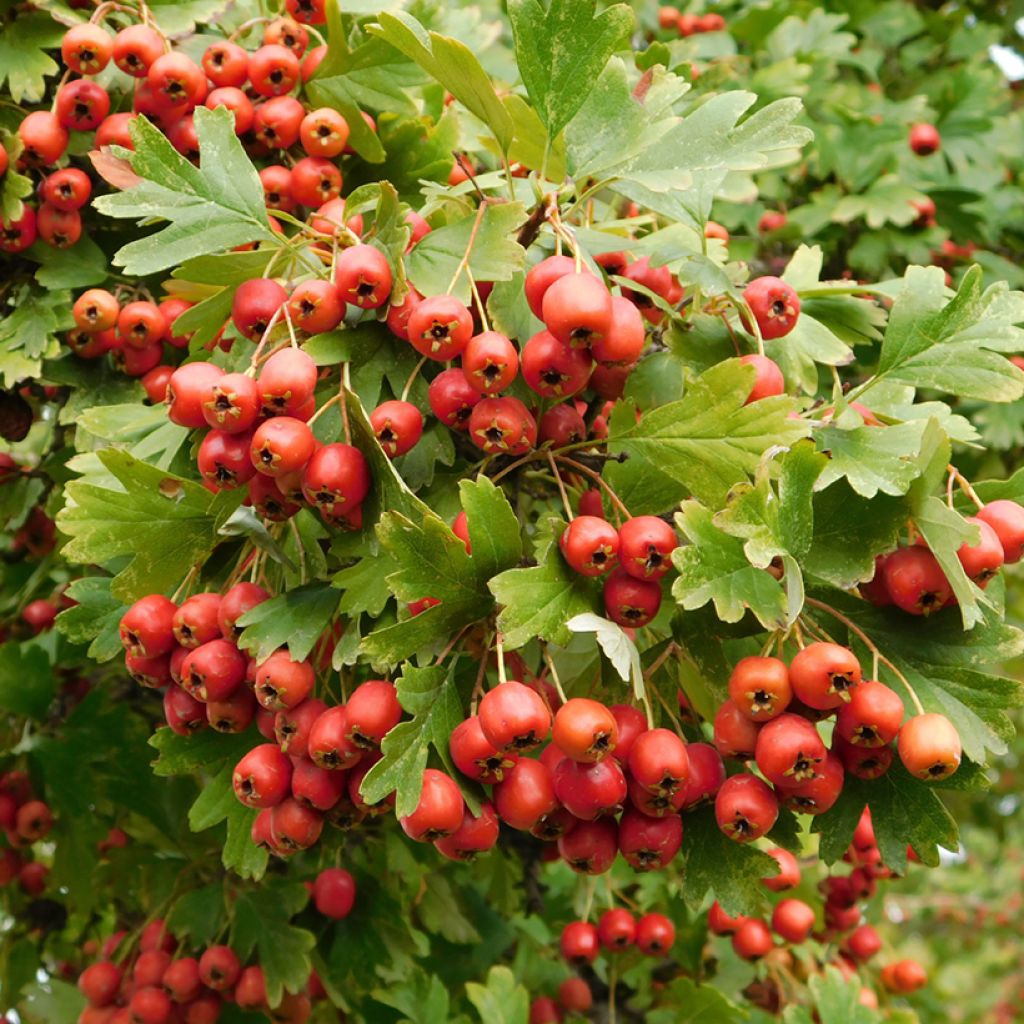 Crataegus monogyna Compacta