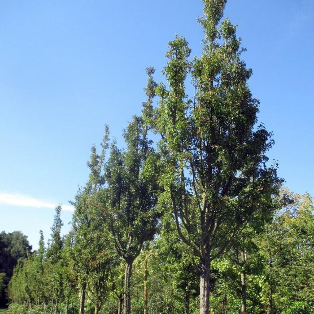 Crataegus monogyna Stricta - Aubépine