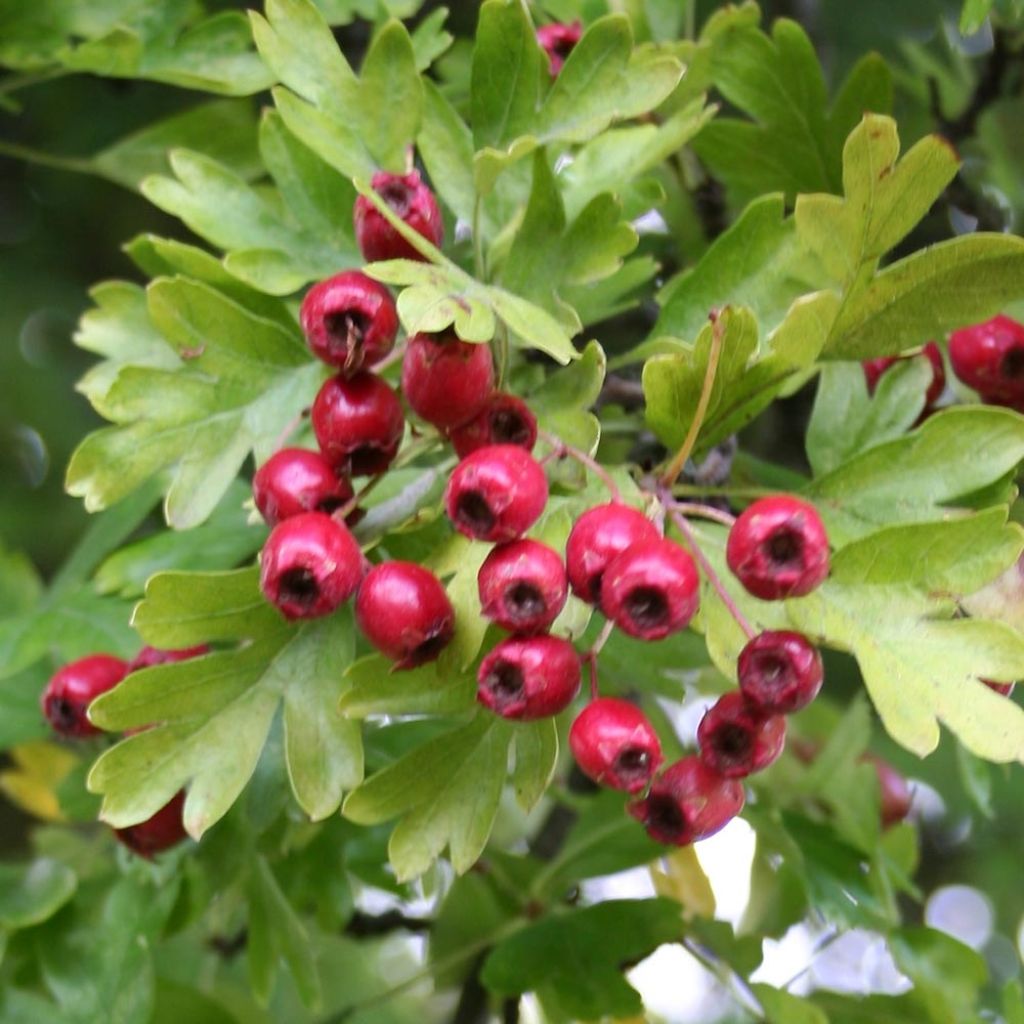 Crataegus monogyna Stricta - Aubépine