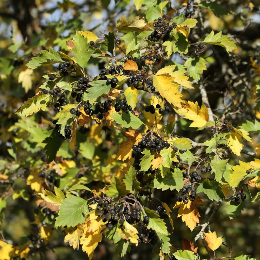 Crataegus nigra