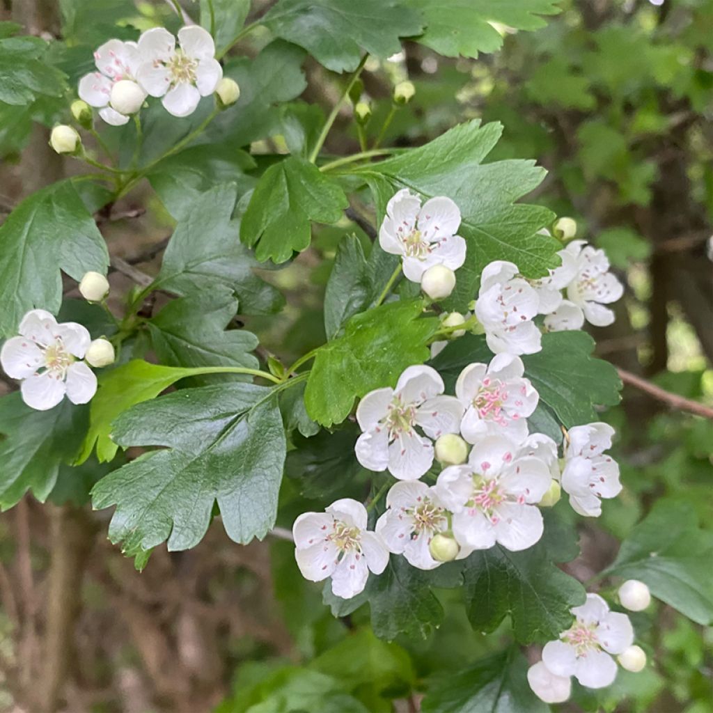 Crataegus nigra