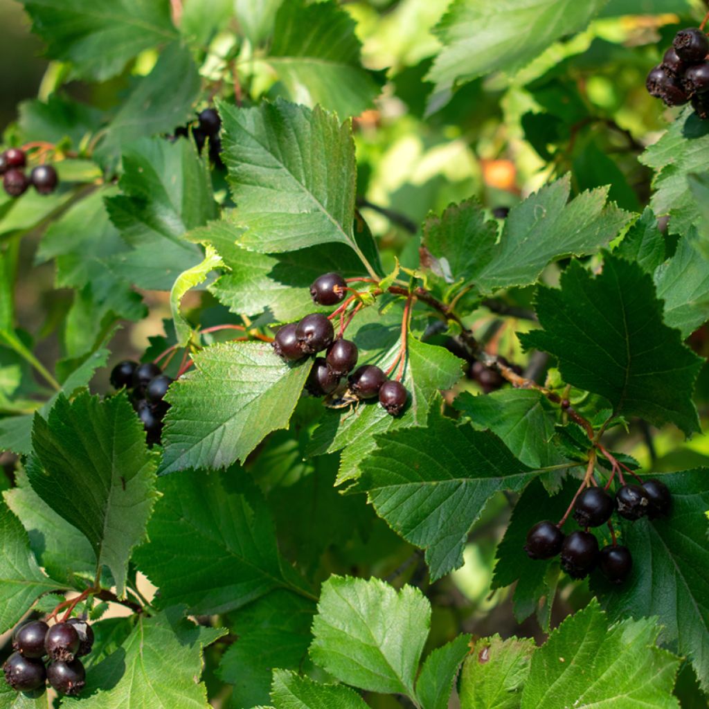 Crataegus nigra