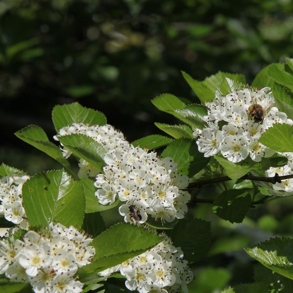 Crataegus prunifolia Splendens