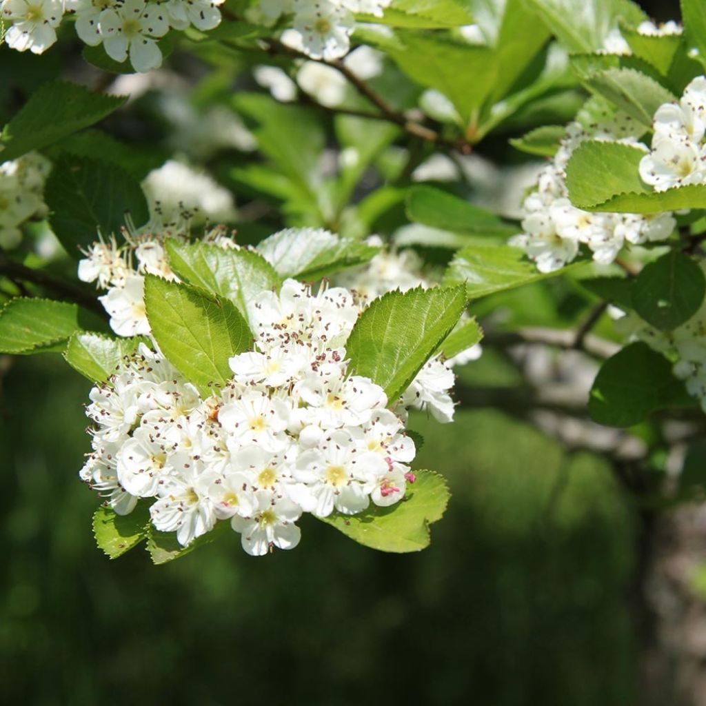 Crataegus prunifolia Splendens