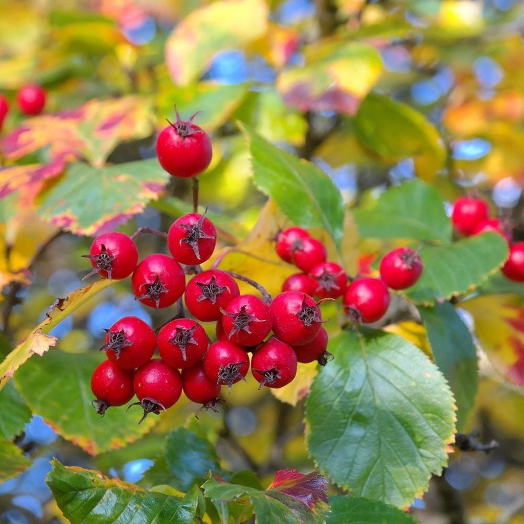 Crataegus prunifolia Splendens