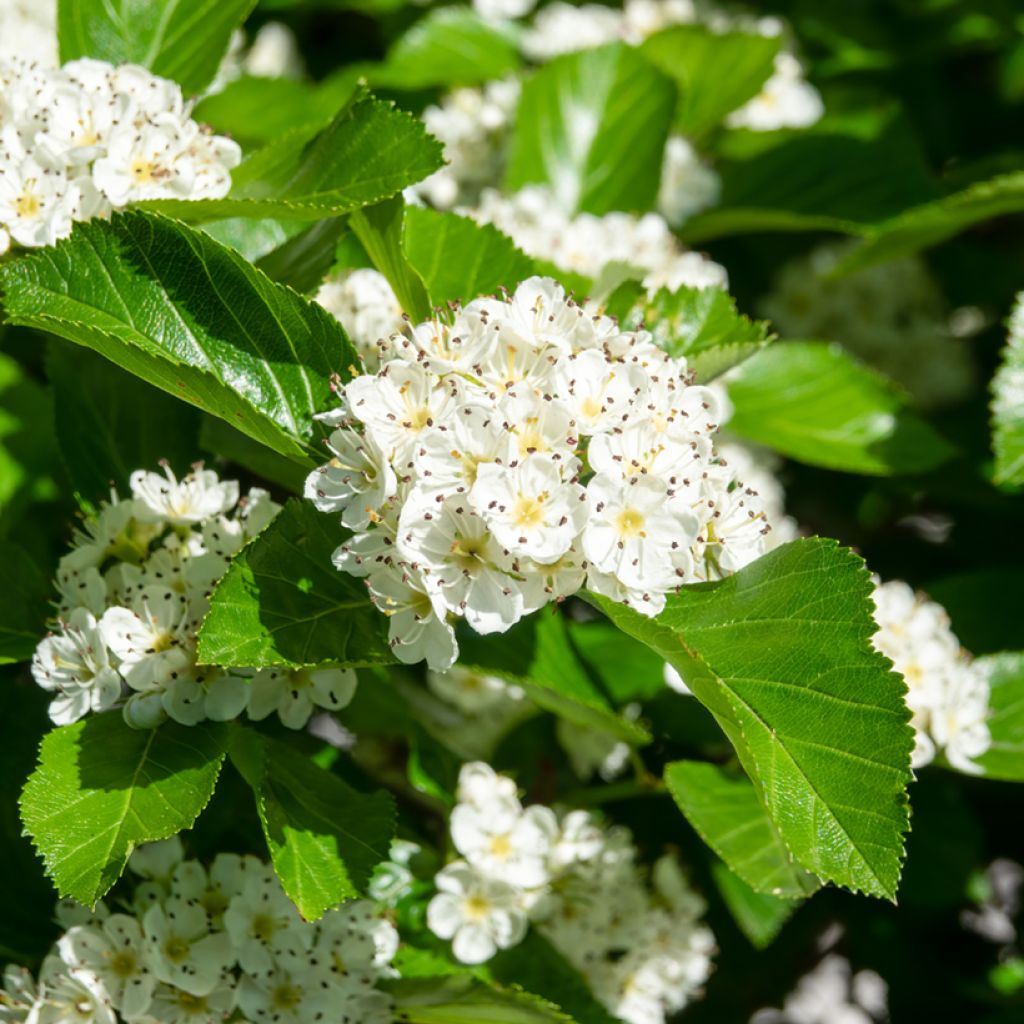 Crataegus prunifolia Splendens