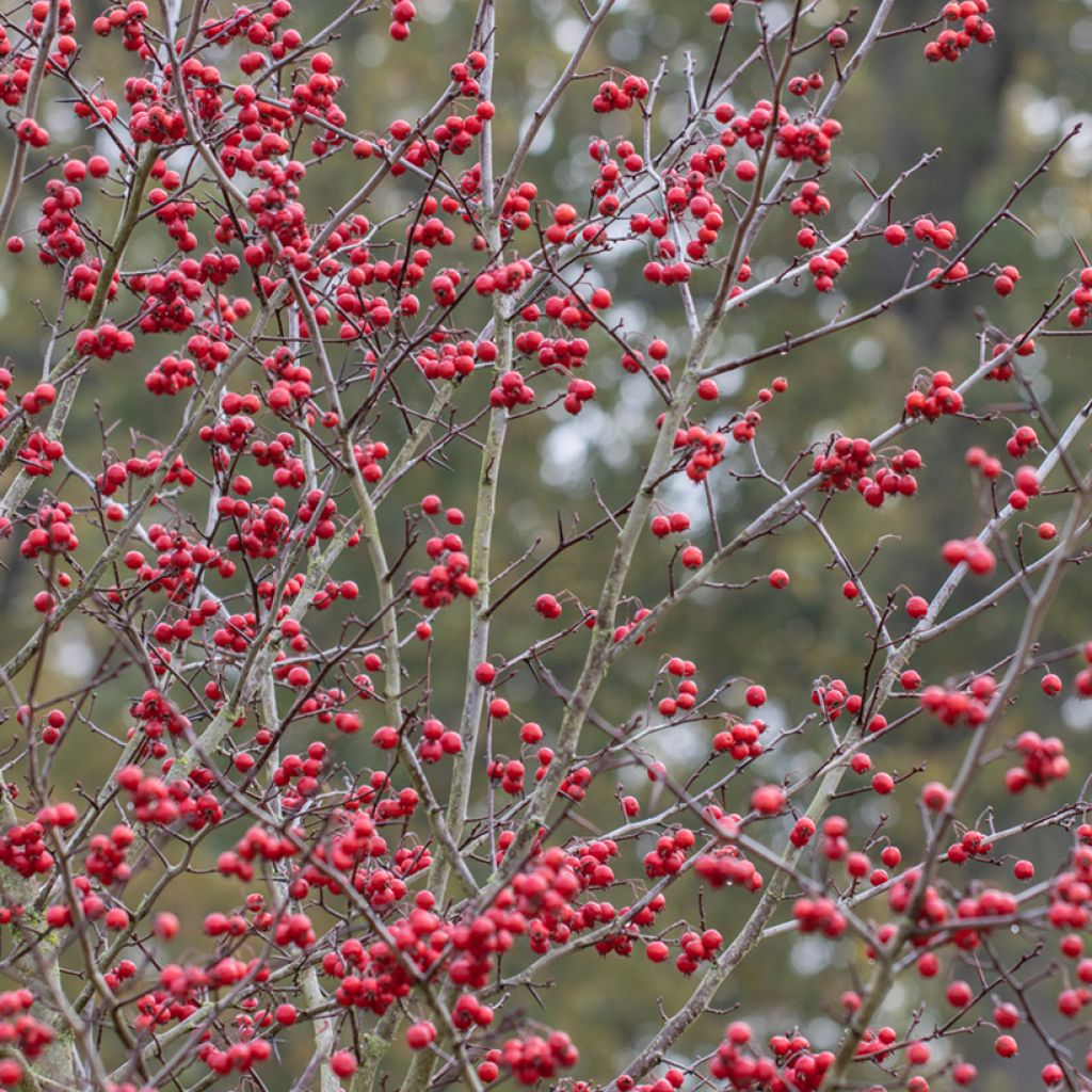 Crataegus prunifolia Splendens