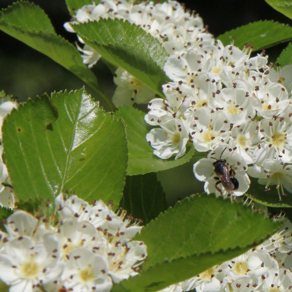 Crataegus prunifolia Splendens