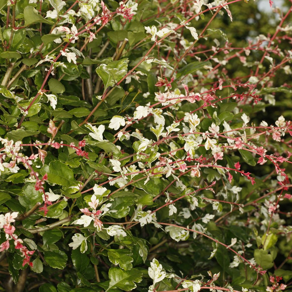 Crataegus monogyna Gireoudii