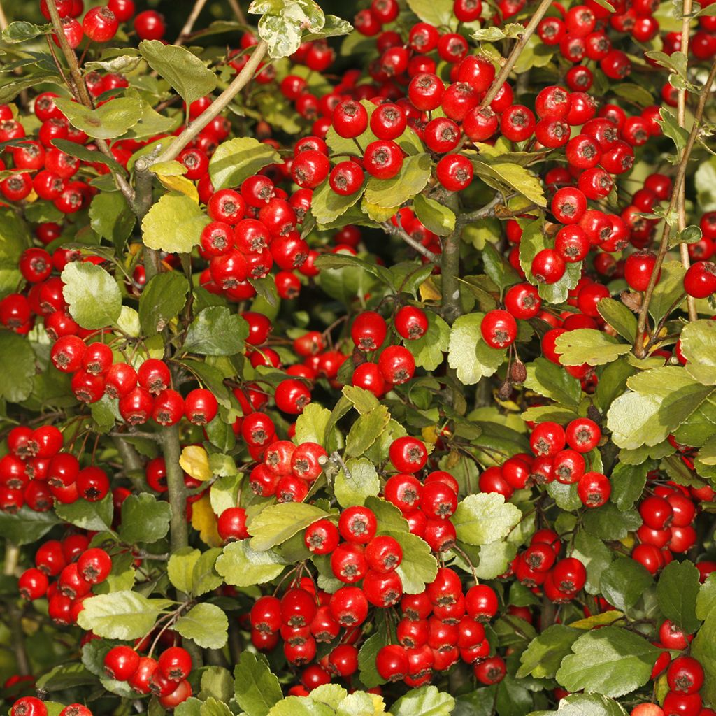 Crataegus monogyna Gireoudii