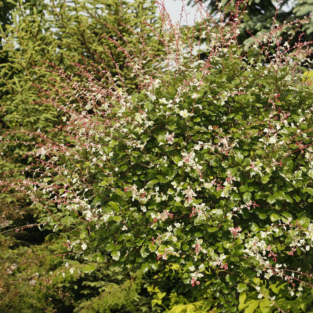 Crataegus monogyna Gireoudii