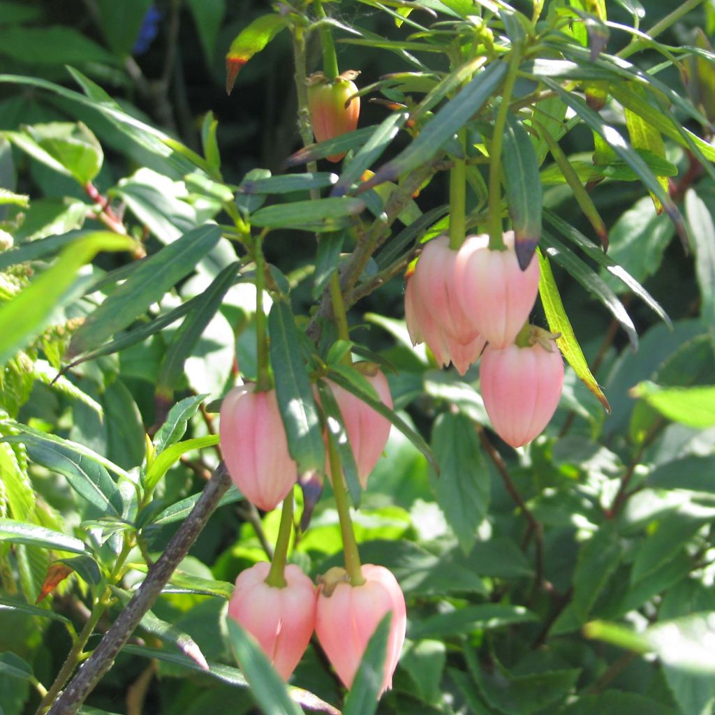 Crinodendron hookerianum Ada Hoffman - Arbre aux lanternes