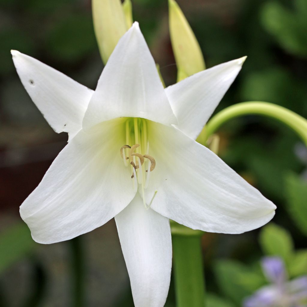 Crinum powellii Album