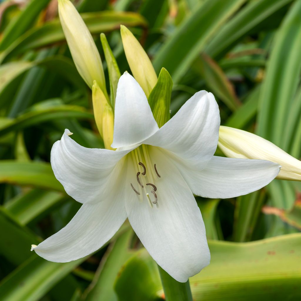 Crinum powellii Album