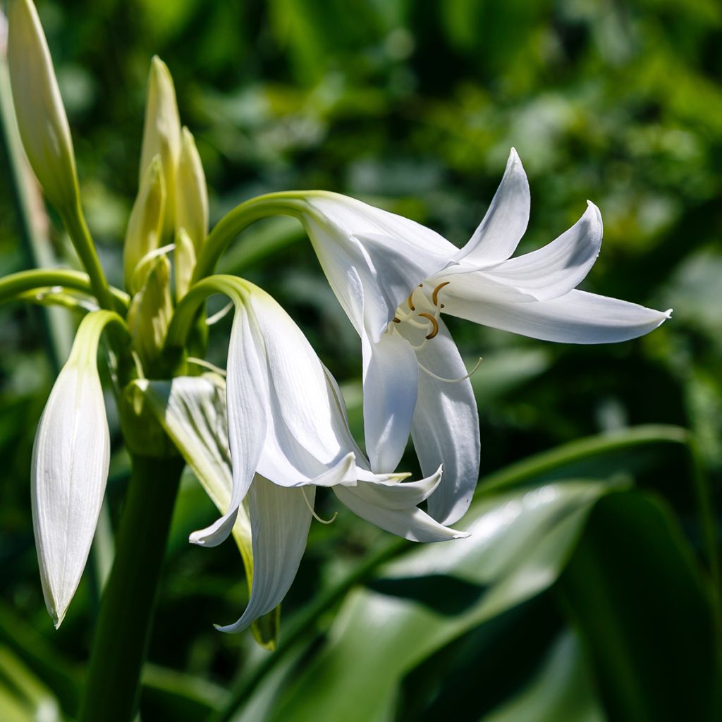 Crinum powellii Album