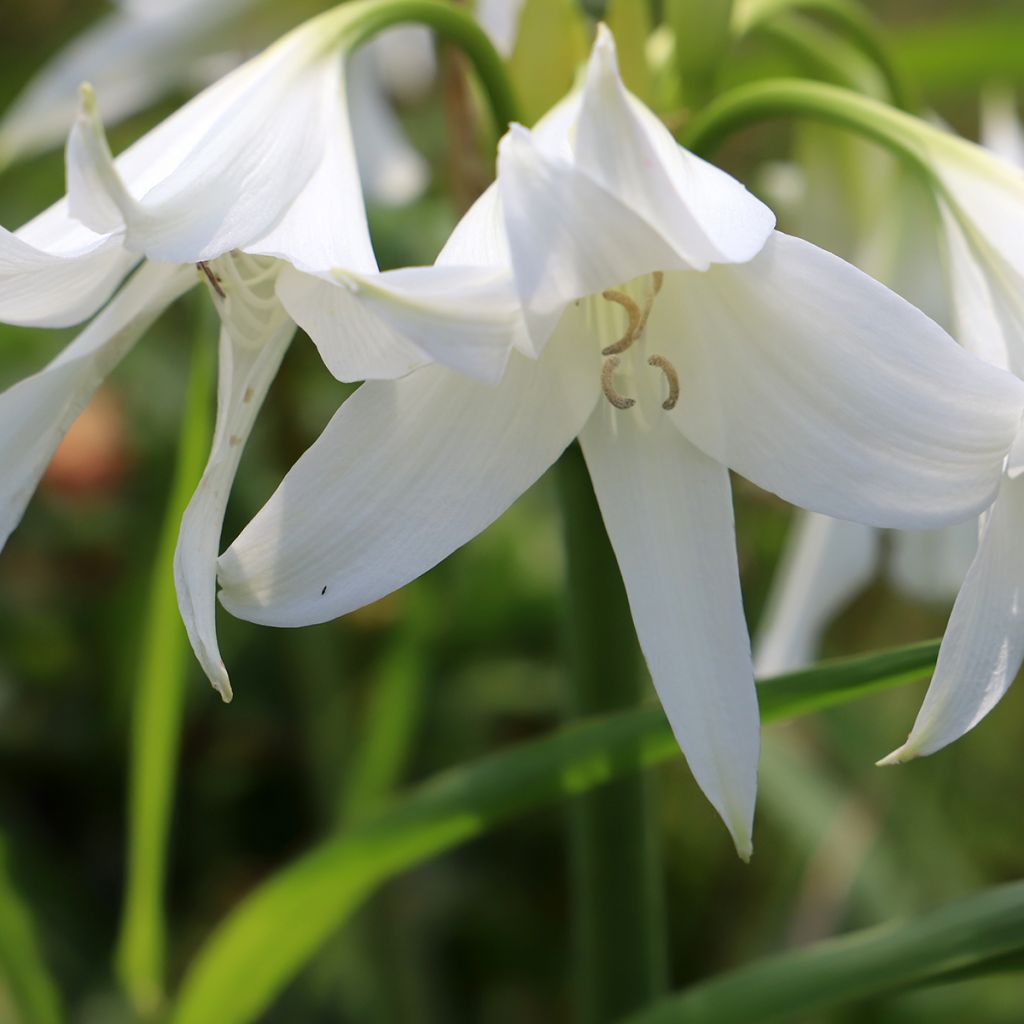 Crinum powellii Album