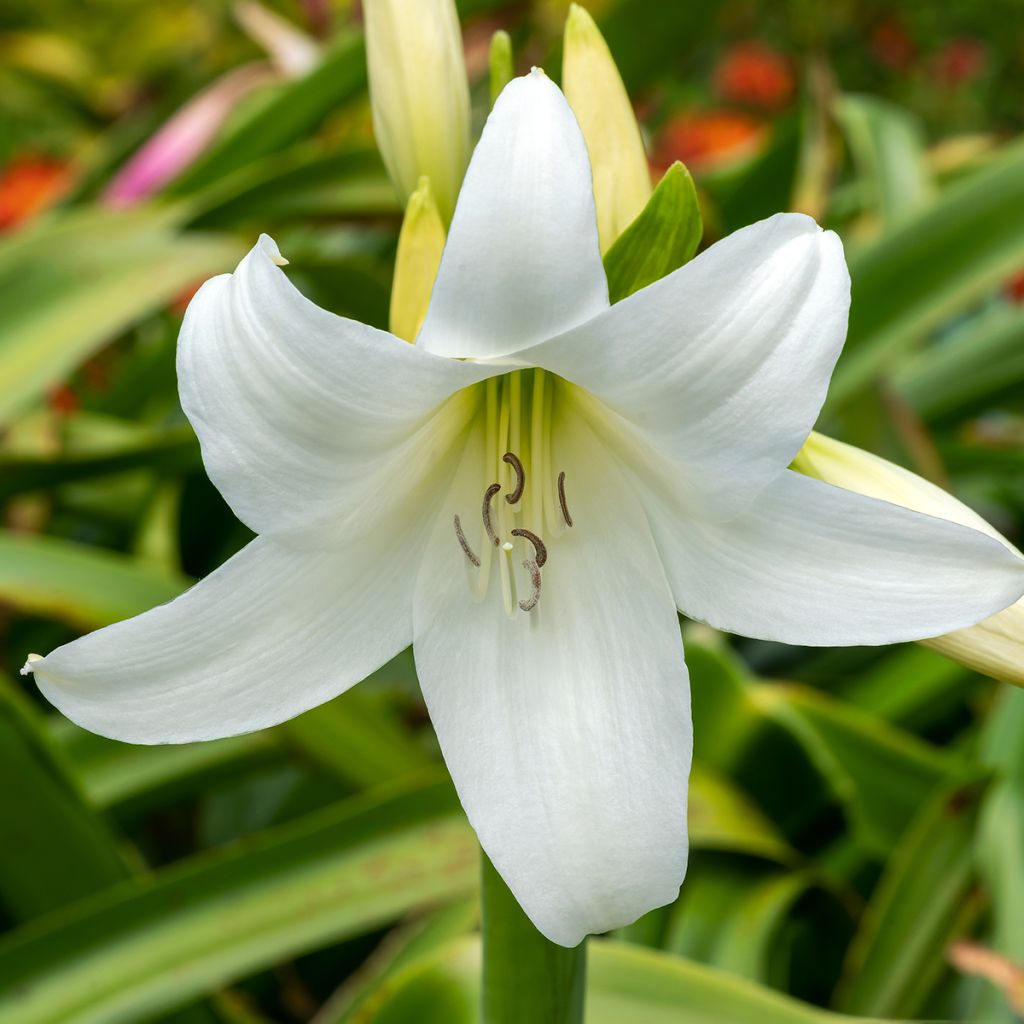 Crinum powellii Album