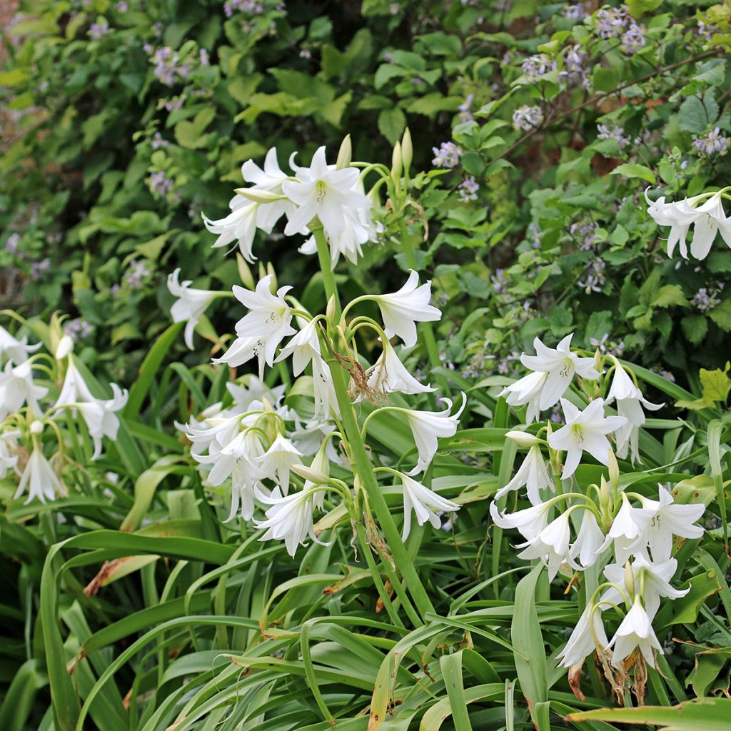 Crinum powellii Album