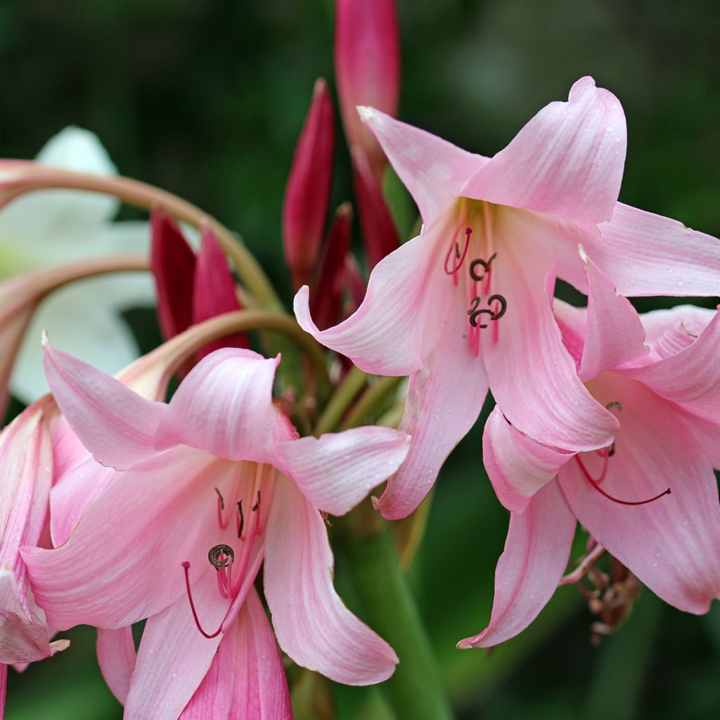 Crinum powellii Rosea