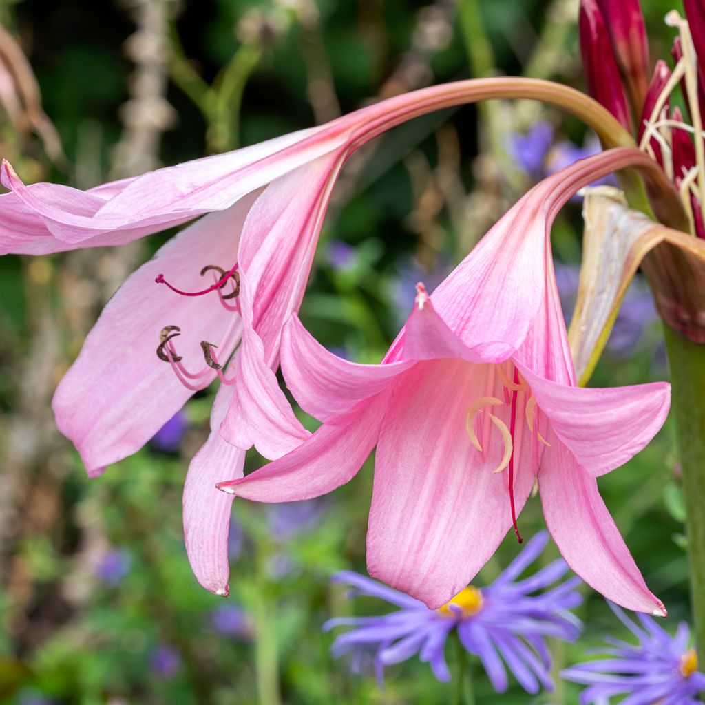 Crinum powellii Rosea