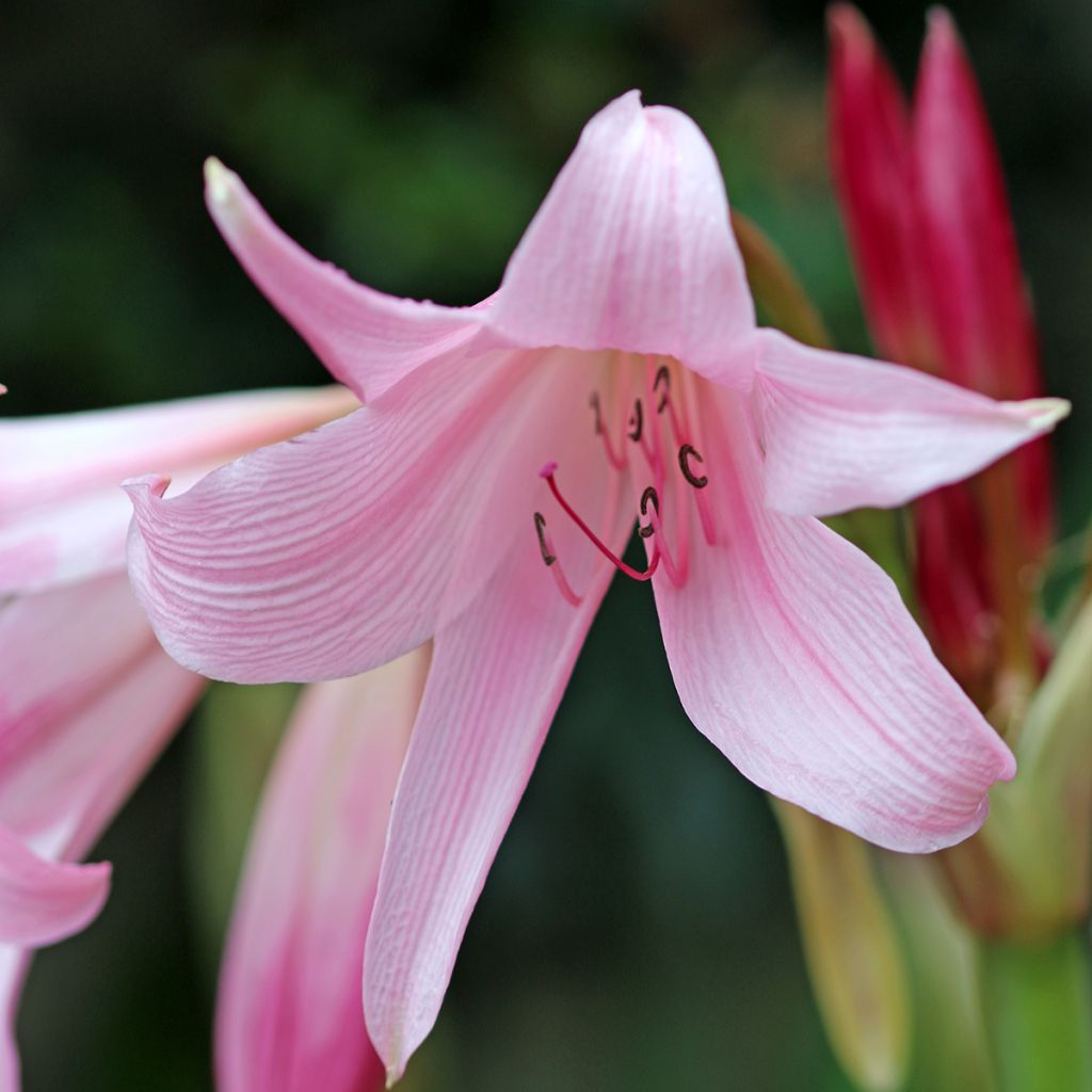 Crinum powellii Rosea