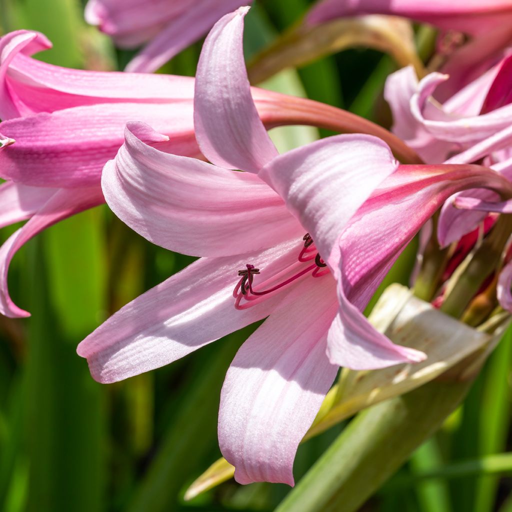 Crinum powellii Rosea