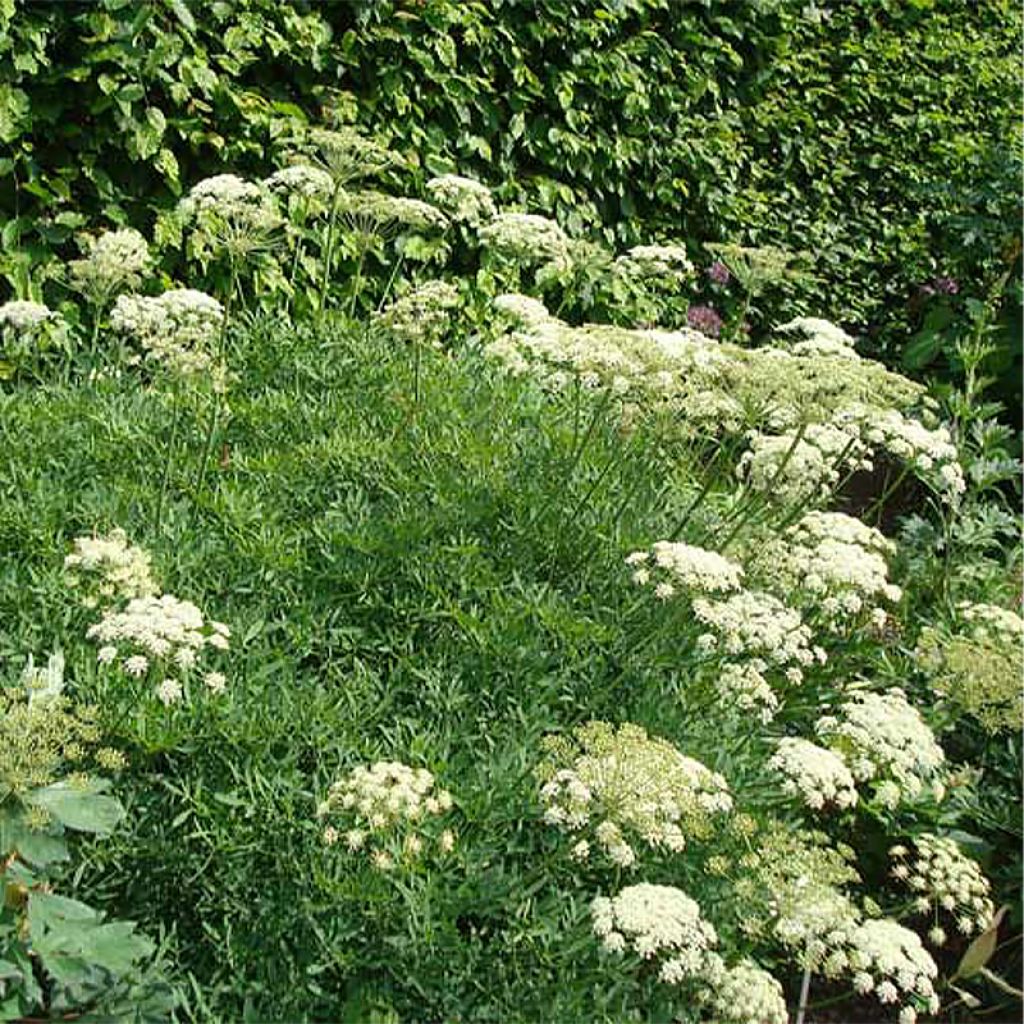 Crithmum maritimum - Crithme maritime ou Criste marine