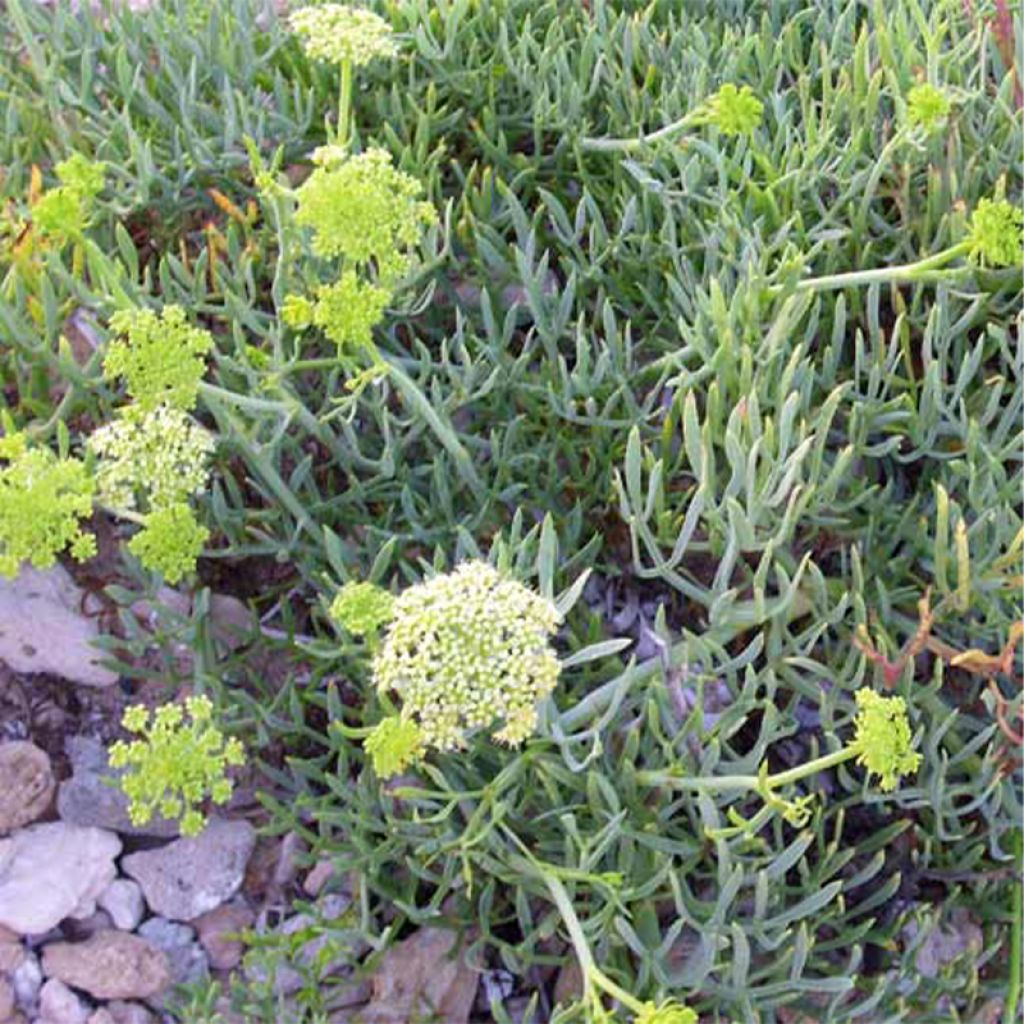 Crithmum maritimum - Crithme maritime ou Criste marine