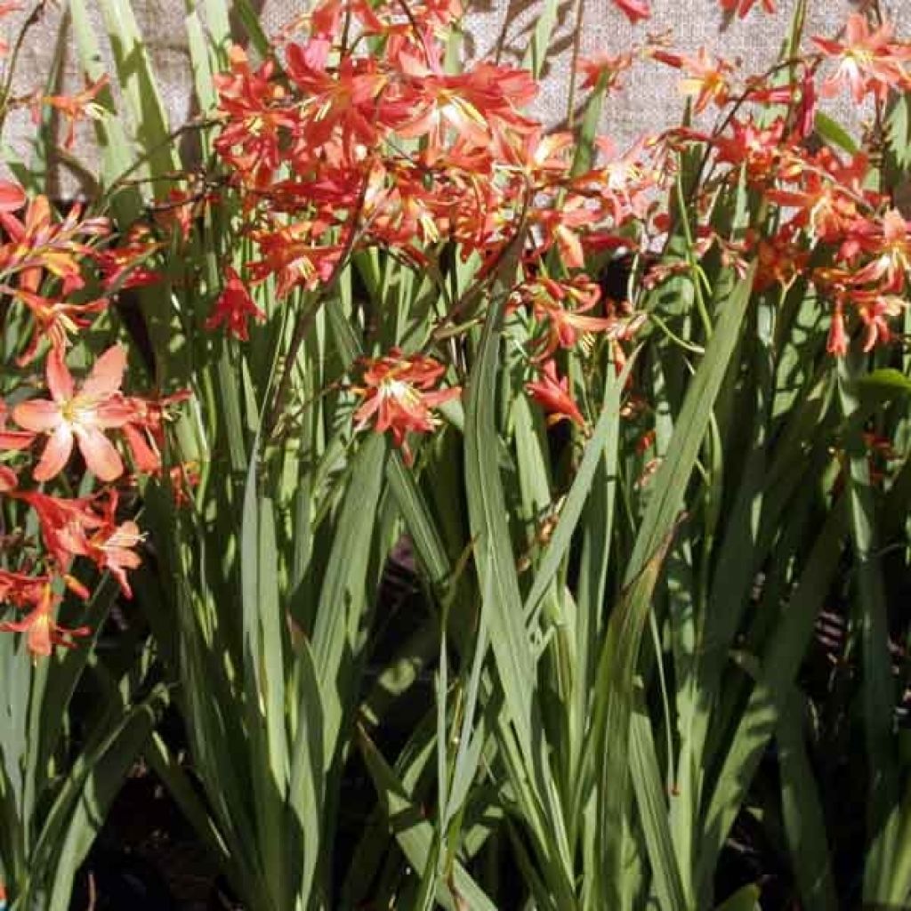 Crocosmia crocosmiiflora Carmine Brillant