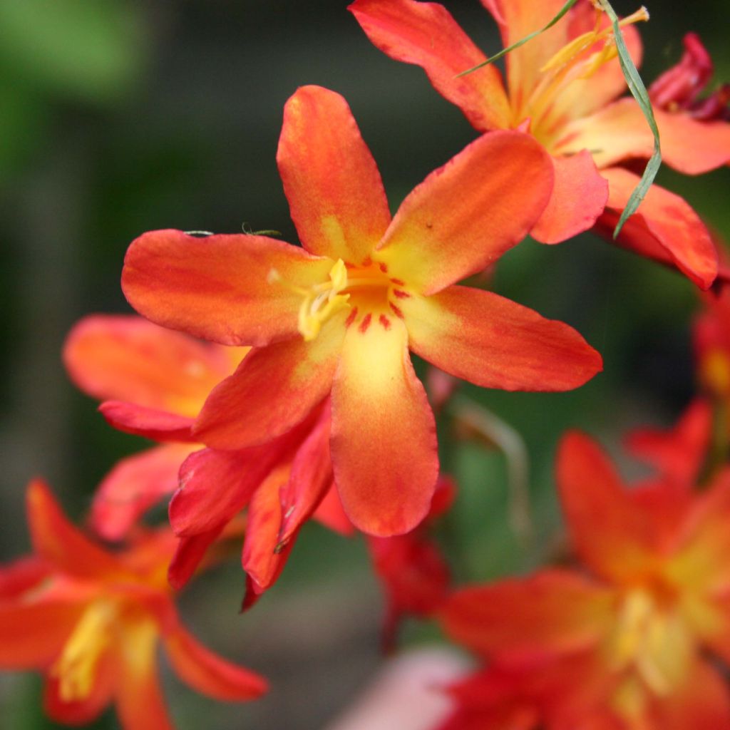 Crocosmia Carmine Brillant - Montbretia orange et rouge