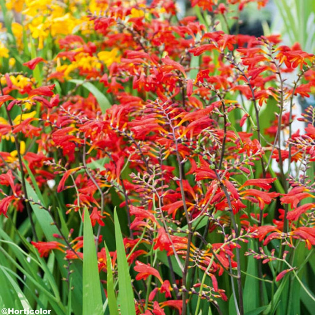 Crocosmia crocosmiiflora Emberglow - Montbretia rouge orangé