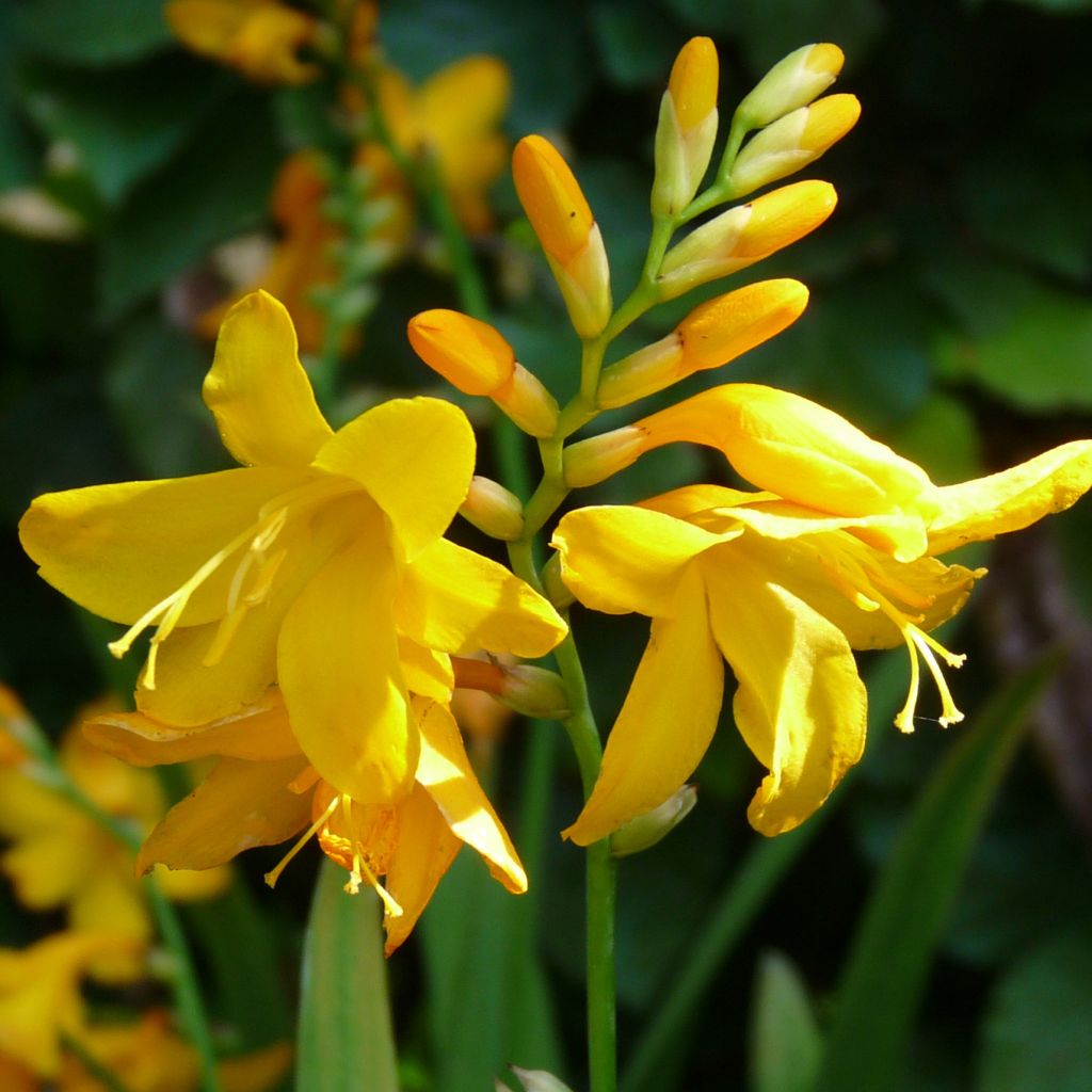 Crocosmia crocosmiflora Buttercup, Montbretia