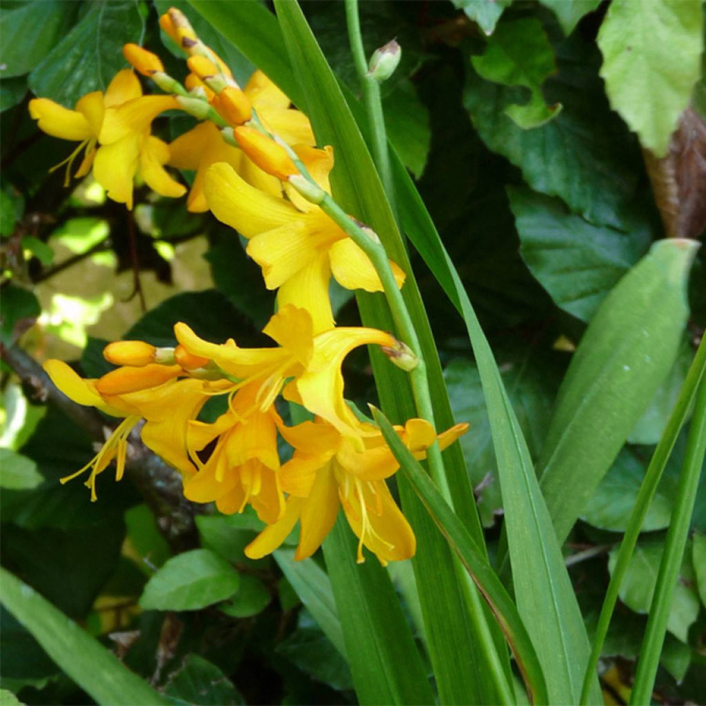 Crocosmia crocosmiflora Buttercup, Montbretia