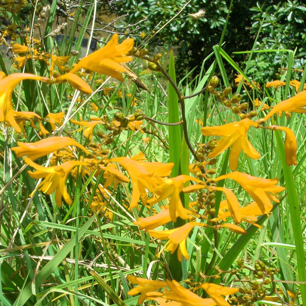 Crocosmia crocosmiiflora Norwich Canary, Montbretia