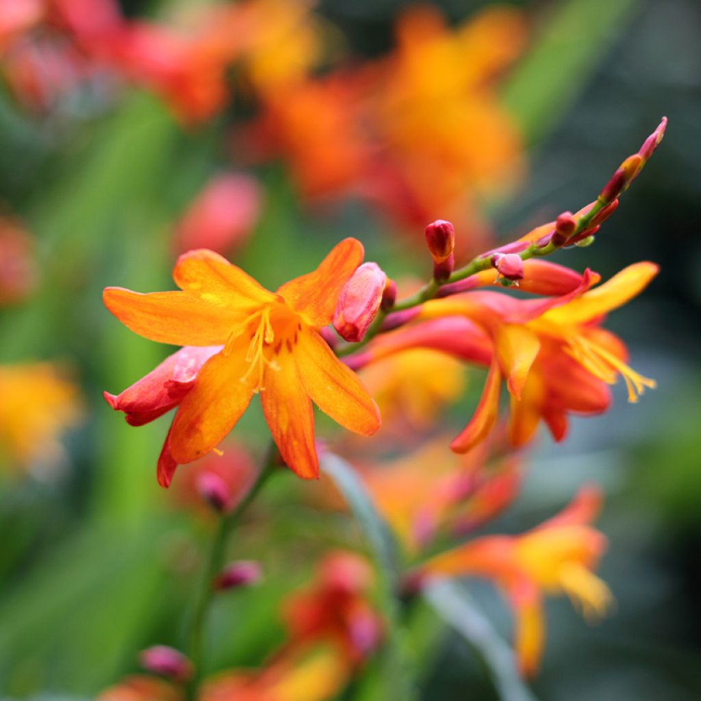 Crocosmia crocosmiiflora Queen Alexandra