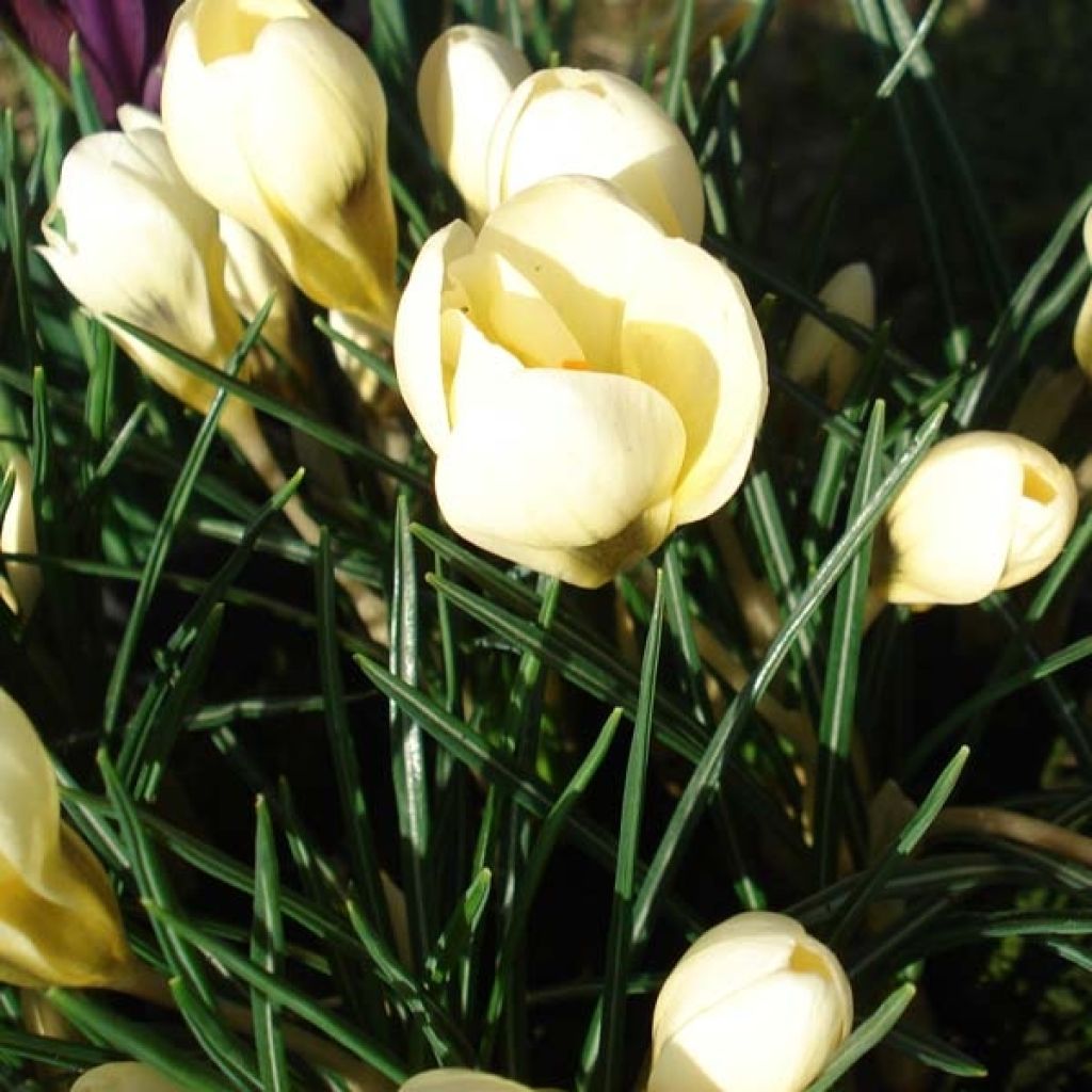 Crocus Chrysanthus Cream Beauty