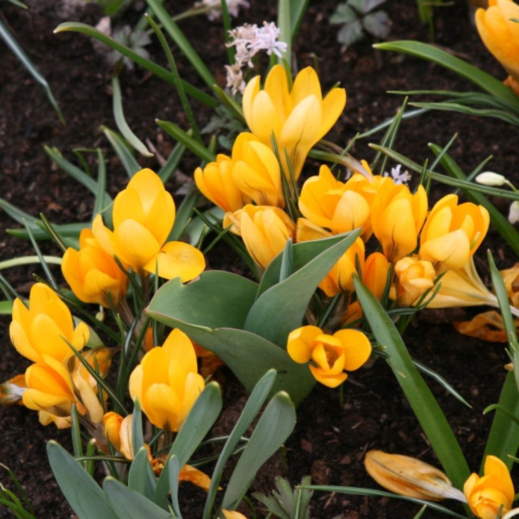 Crocus Mammouth Grand Jaune