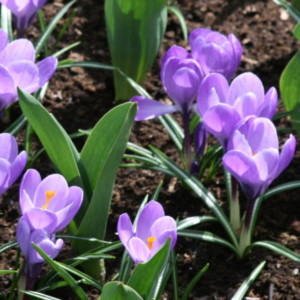 Crocus Mammouth Grand Maître