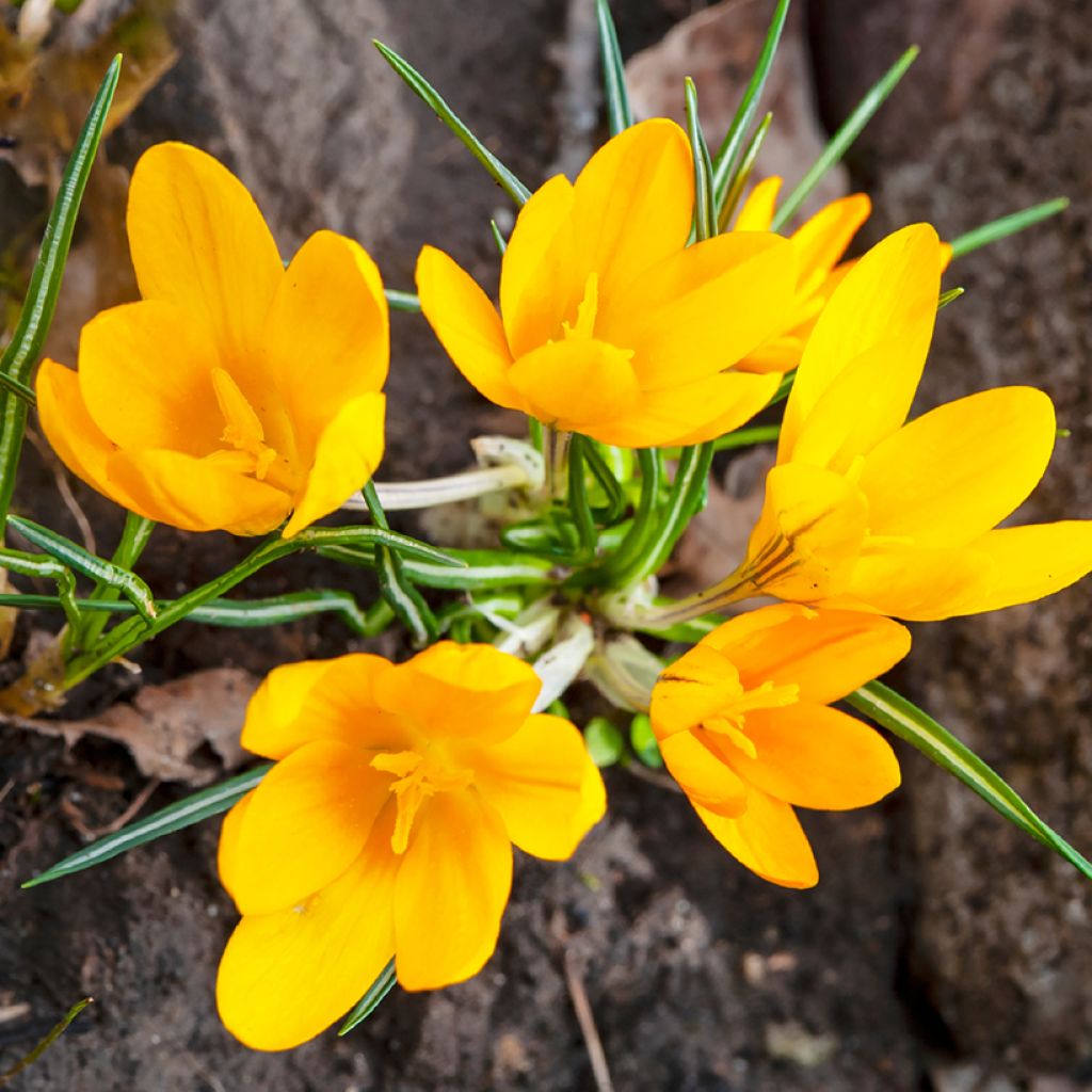 Crocus Golden Yellow - Croco