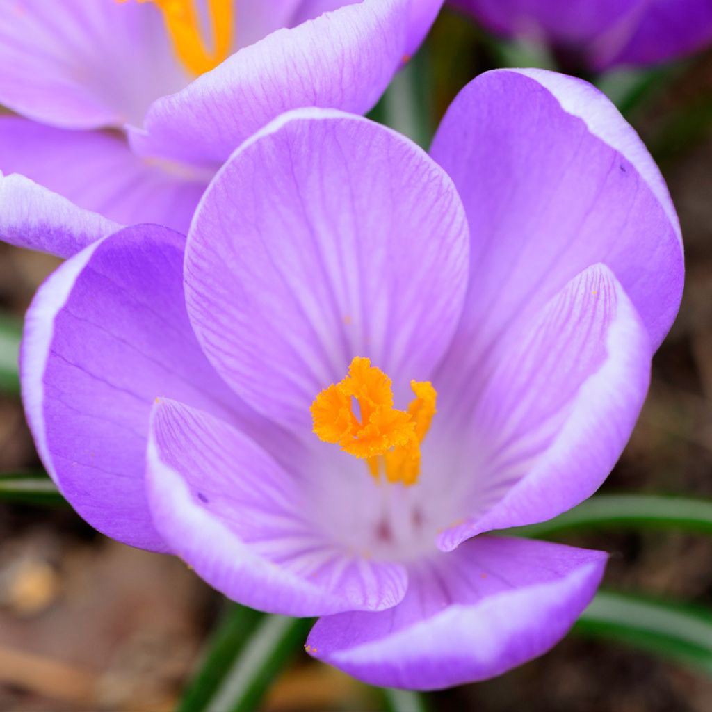 Crocus Mammouth Remembrance