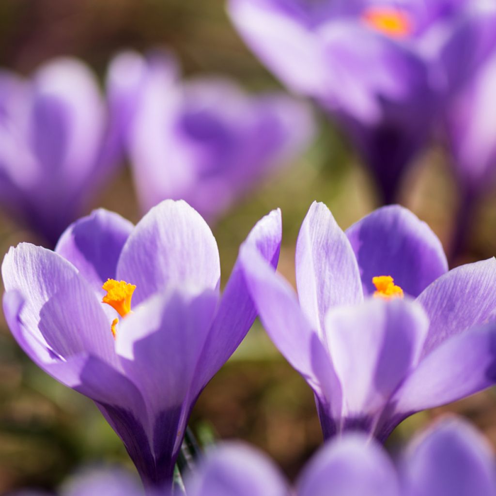 Crocus Mammouth Remembrance