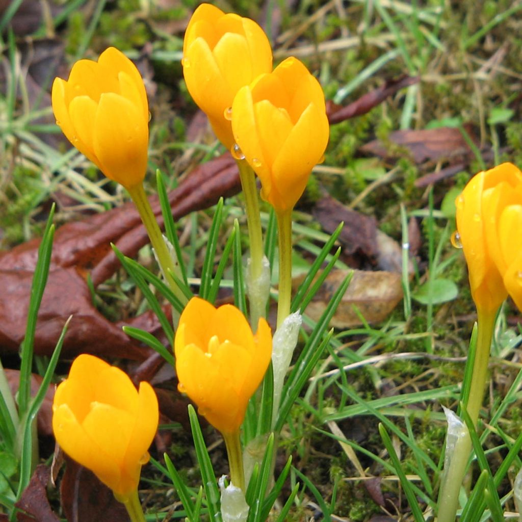 Crocus ancyrensis Golden Bunch